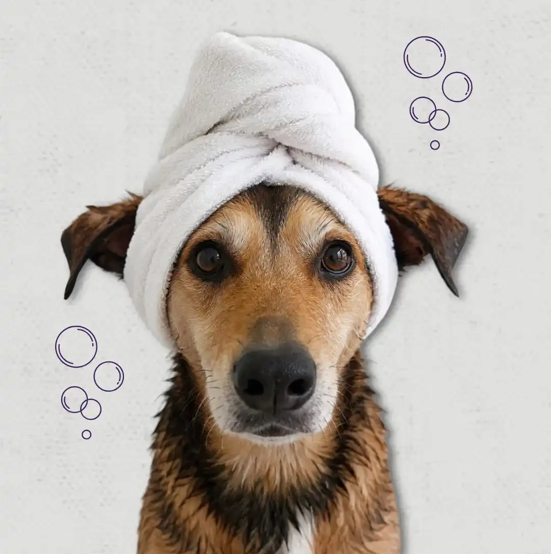 mascota-recien-bañada.